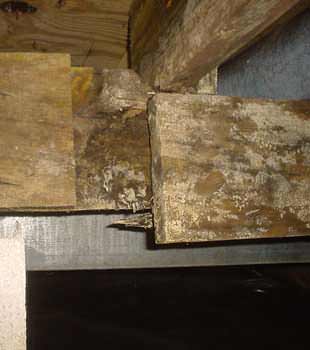 Extensive basement rot found in Cambridge by Basement Systems