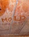 The word mold written with a finger on a moldy wood wall in Waltham