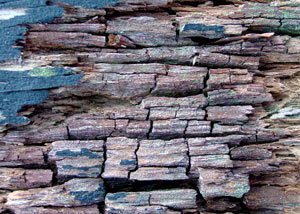 Dry rot damaging wood in Salem