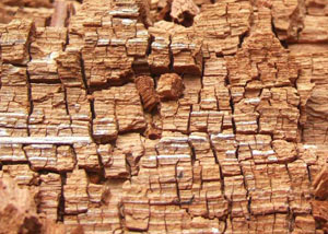 Wood severely damaged by dry rot damage in Everett