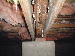Examining molds in Massachusetts