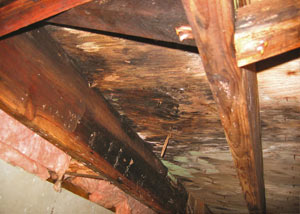 Extensive crawl space rot damage growing in Tewksbury
