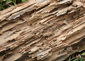 Termite-damaged wood showing rotting galleries outside of a Beverly home