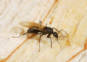 Closeup of a carpenter ant breeder in Waltham