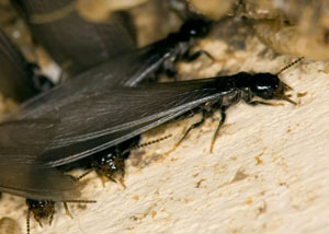 Closeup view of a termite new queen breeder in Marlborough