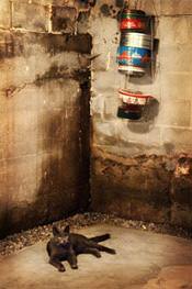 a cat laying in a wet, leaky basement in Lowell, MA